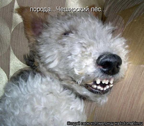 порода...Чеширский пёс...... Котоматрица: порода...Чеширский пёс...