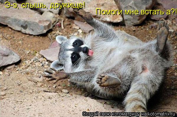 Э-э, слышь, дружище! Помоги мне встать а?!... Котоматрица: Э-э, слышь, дружище! Помоги мне встать а?!