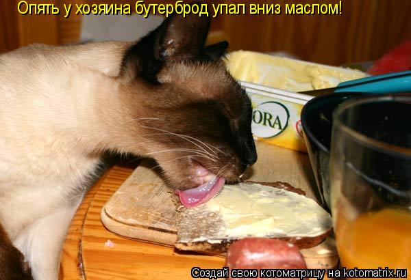Опять у хозяина бутерброд упал вниз маслом!... Котоматрица: Опять у хозяина бутерброд упал вниз маслом!