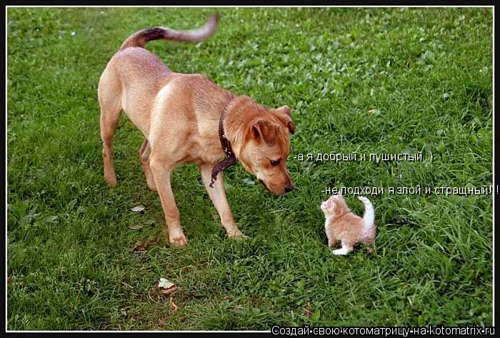 -не подходи я злой и стращный!!! -а я добрый и пушистый :)... Котоматрица: -не подходи я злой и стращный!!! -а я добрый и пушистый :)