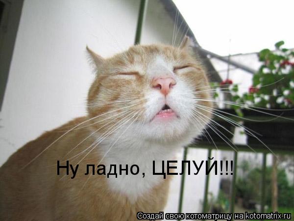 Ну ладно, ЦЕЛУЙ!!!... Котоматрица: Ну ладно, ЦЕЛУЙ!!!