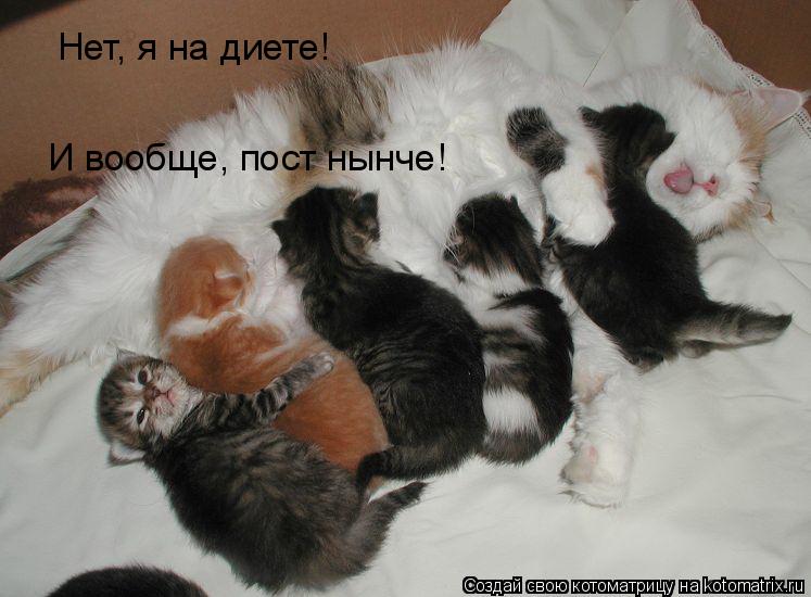 Нет, я на диете! И вообще, пост нынче!... Котоматрица: Нет, я на диете! И вообще, пост нынче!