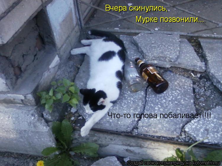 Вчера скинулись, Мурке позвонили... Что-то голова побаливает!!!!... Котоматрица: Вчера скинулись, Мурке позвонили... Что-то голова побаливает!!!!