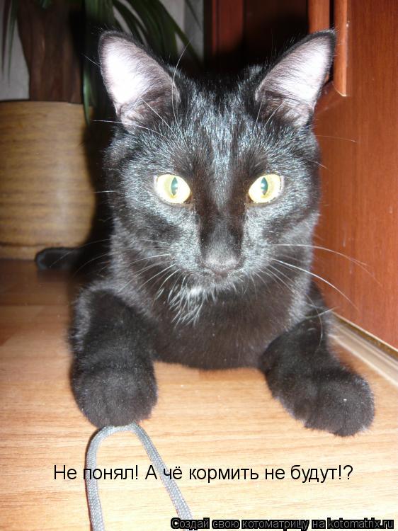 Не понял! А чё кормить не будут!?... Котоматрица: Не понял! А чё кормить не будут!?