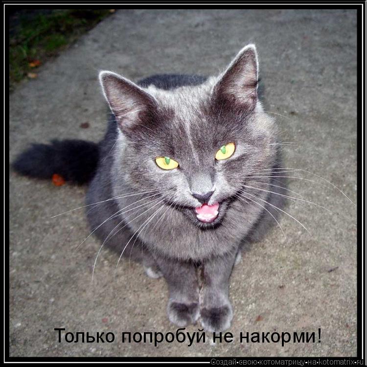 Только попробуй не накорми!... Котоматрица: Только попробуй не накорми!