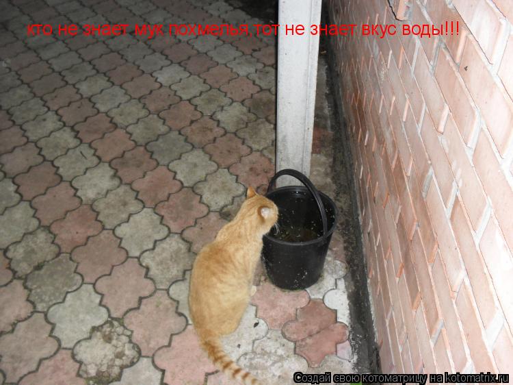 кто не знает мук похмелья,тот не знает вкус воды!!!... Котоматрица: кто не знает мук похмелья,тот не знает вкус воды!!!