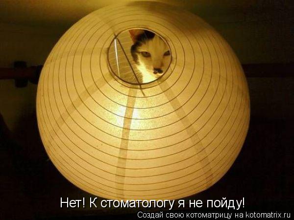 Нет! К стоматологу я не пойду!... Котоматрица: Нет! К стоматологу я не пойду!