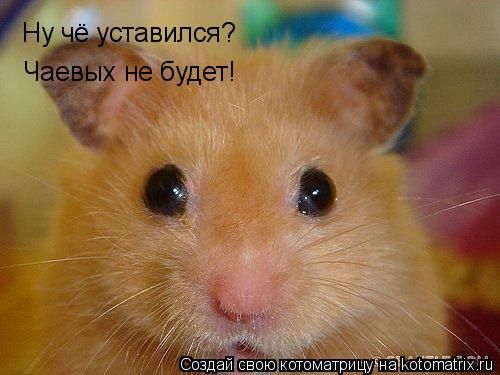 Ну чё уставился? Чаевых не будет!... Котоматрица: Ну чё уставился? Чаевых не будет!
