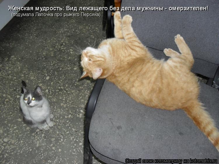 Женская мудрость: Вид лежащего без дела мужчины - омерзителен! (подумала Лапочка про рыжего Персика)... Котоматрица: Женская мудрость: Вид лежащего без дела мужчины - омерзителен! (подумала Лапочка про рыжего Персика)