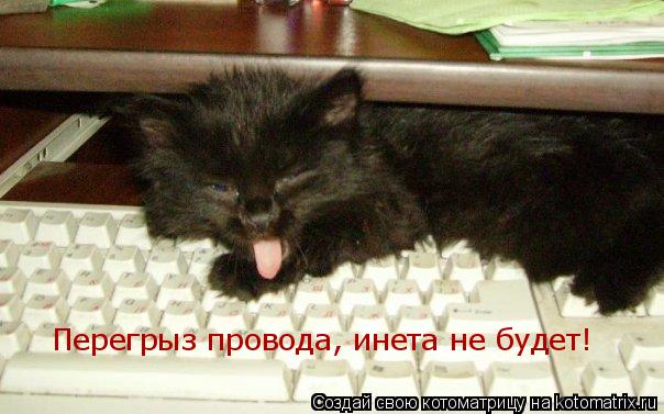 Перегрыз провода, инета не будет!... Котоматрица: Перегрыз провода, инета не будет!
