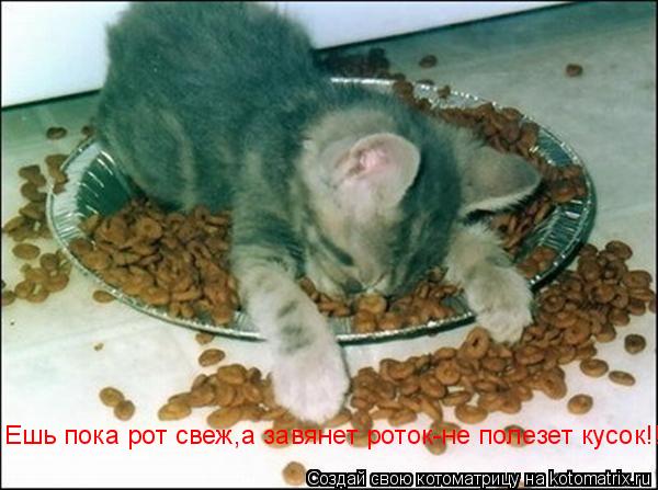 Котоматрица: Ешь пока рот свеж,а завянет роток-не полезет кусок!!!