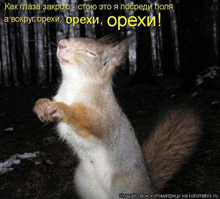 Как глаза закрою - стою это я посреди поля а вокруг орехи, орехи, орехи!... Котоматрица: Как глаза закрою - стою это я посреди поля а вокруг орехи, орехи, орехи!