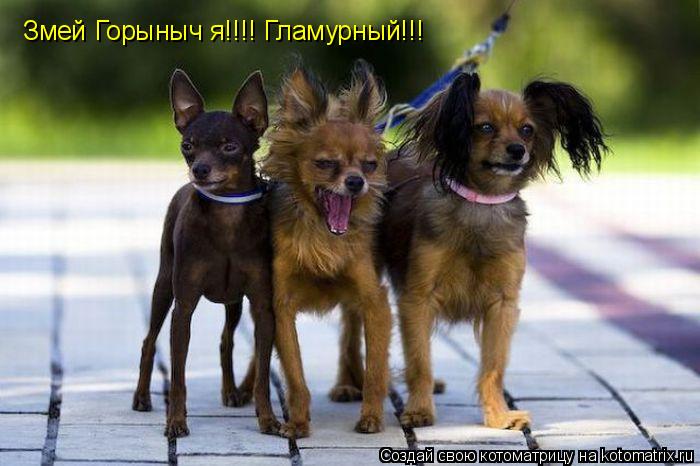Змей Горыныч я!!!! Гламурный!!!... Котоматрица: Змей Горыныч я!!!! Гламурный!!!