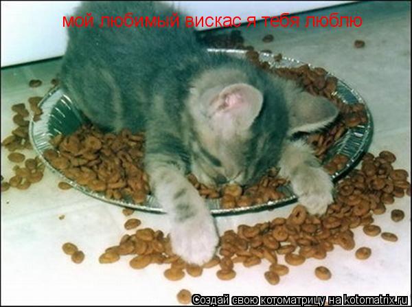 мой любимый вискас я тебя люблю... Котоматрица: мой любимый вискас я тебя люблю