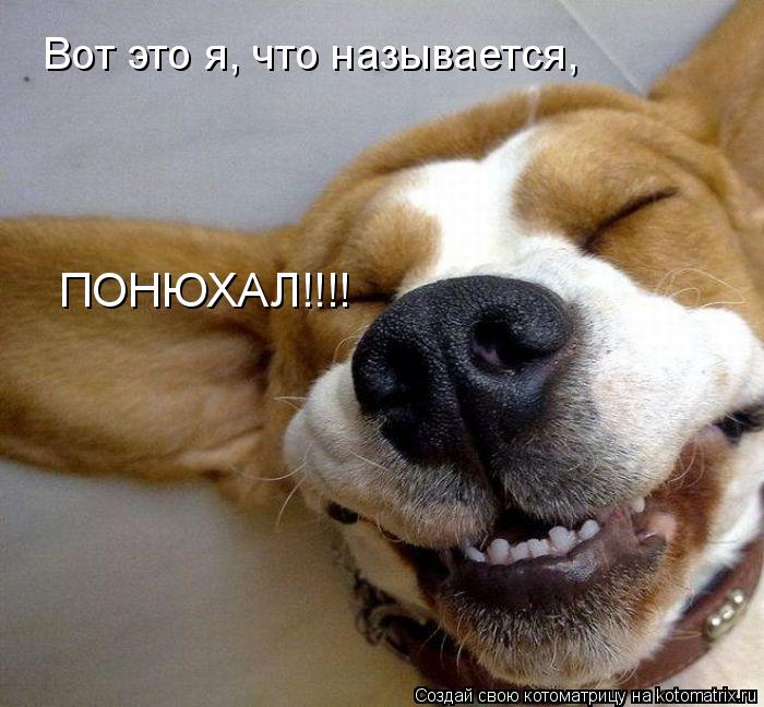 Вот это я, что называется, ПОНЮХАЛ!!!!... Котоматрица: Вот это я, что называется, ПОНЮХАЛ!!!!