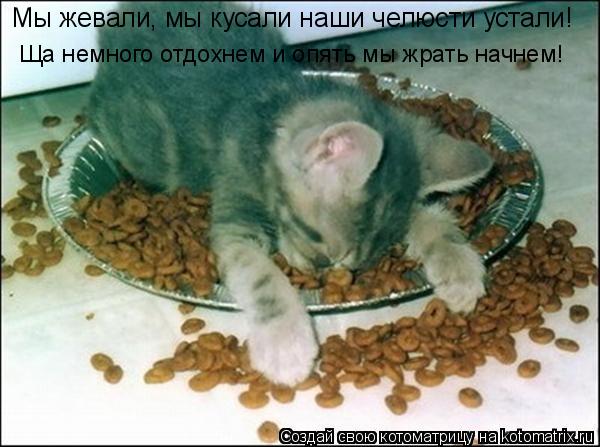 Мы жевали, мы кусали наши челюсти устали! Ща немного отдохнем и опять мы жрать начнем!... Котоматрица: Мы жевали, мы кусали наши челюсти устали! Ща немного отдохнем и опять мы жрать начнем!