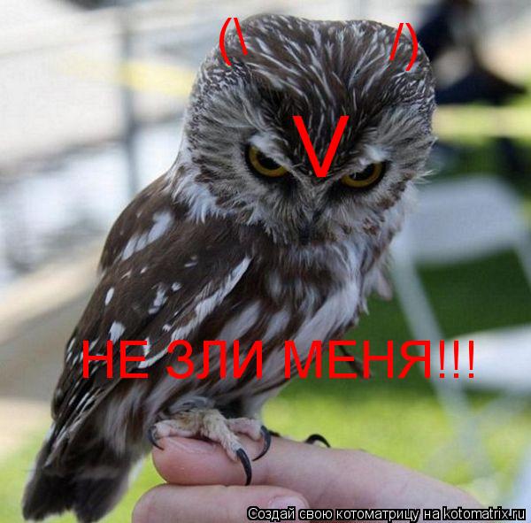 V /) ( НЕ ЗЛИ МЕНЯ!!!... Котоматрица: V /) ( НЕ ЗЛИ МЕНЯ!!!