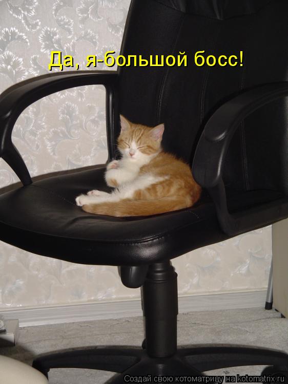 Да, я-большой босс!... Котоматрица: Да, я-большой босс!