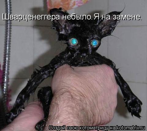 Шварценеггера небыло.Я на замене.... Котоматрица: Шварценеггера небыло.Я на замене.
