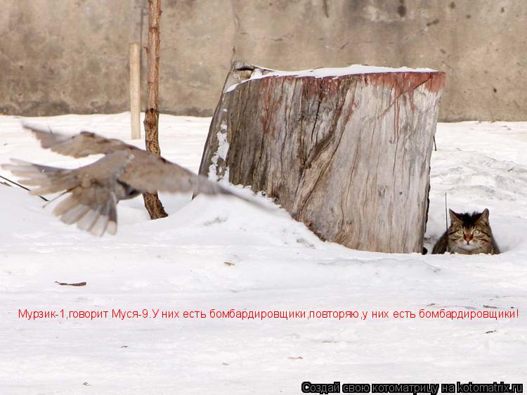 Мурзик-1,говорит Муся-9.У них есть бомбардировщики,повторяю,у них есть бомбардировщики!... Котоматрица: Мурзик-1,говорит Муся-9.У них есть бомбардировщики,повторяю,у них есть бомбардировщики!