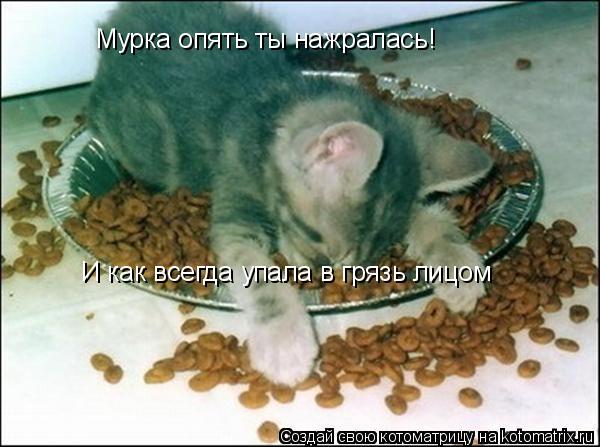 Мурка опять ты нажралась! И как всегда упала в грязь лицом... Котоматрица: Мурка опять ты нажралась! И как всегда упала в грязь лицом