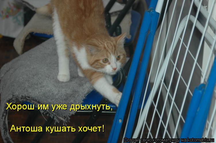Хорош им уже дрыхнуть, Антоша кушать хочет!... Котоматрица: Хорош им уже дрыхнуть, Антоша кушать хочет!