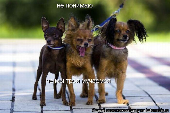 не понимаю че мы троя мучаемся... Котоматрица: не понимаю че мы троя мучаемся
