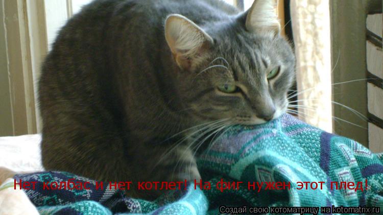 Нет колбас и нет котлет! На фиг нужен этот плед!... Котоматрица: Нет колбас и нет котлет! На фиг нужен этот плед!