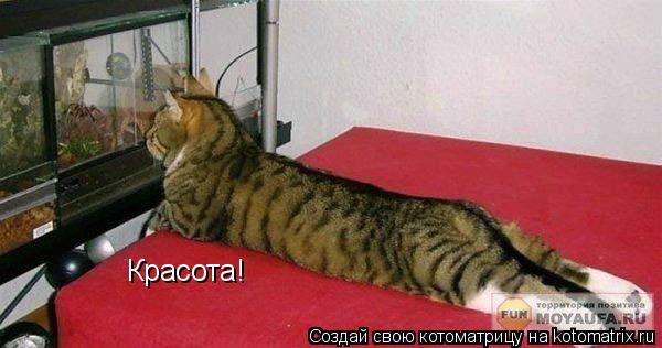 Красота!... Котоматрица: Красота!