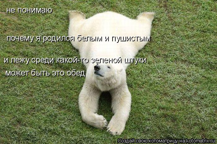 не понимаю почему я родился белым и пушистым и лежу среди какой-то зеленой штуки может быть это обед... Котоматрица: не понимаю почему я родился белым и пушистым и лежу среди какой-то зеленой штуки может быть это обед