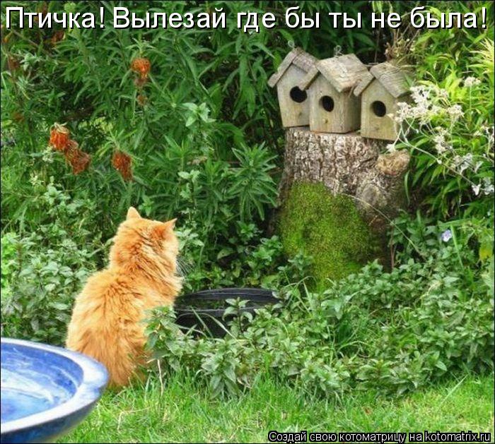 Птичка! Вылезай где бы ты не была!... Котоматрица: Птичка! Вылезай где бы ты не была!