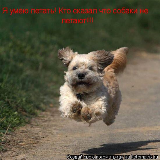 Я умею летать! Кто сказал что собаки не летают!!!... Котоматрица: Я умею летать! Кто сказал что собаки не летают!!!