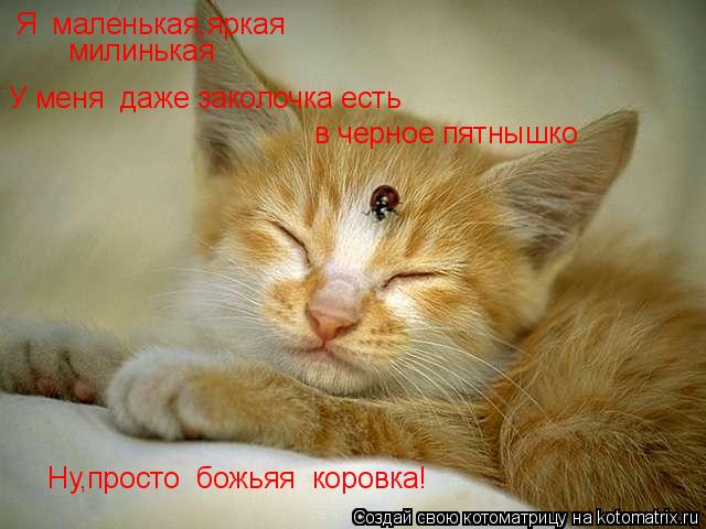 Я маленькая,яркая милинькая У меня даже заколочка есть в черное пятнышко Ну,просто божьяя коровка... Котоматрица: Я маленькая,яркая милинькая У меня даже заколочка есть в черное пятнышко Ну,просто божьяя коровка!
