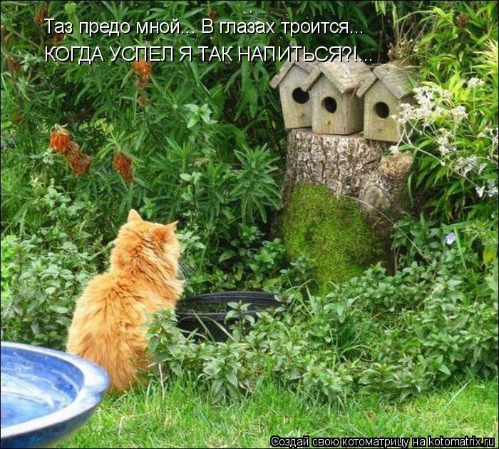 Таз предо мной... В глазах троится... КОГДА УСПЕЛ Я ТАК НАПИТЬСЯ?!...... Котоматрица: Таз предо мной... В глазах троится... КОГДА УСПЕЛ Я ТАК НАПИТЬСЯ?!...
