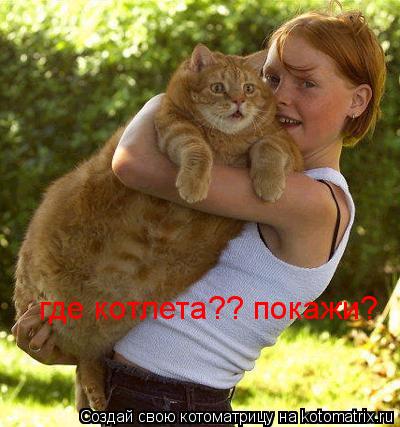где котлета?? покажи?... Котоматрица: где котлета?? покажи?
