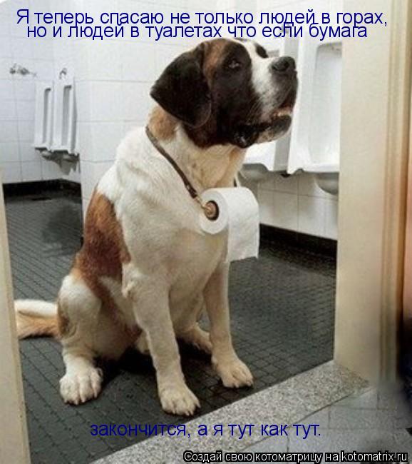 Я теперь спасаю не только людей в горах, но и людей в туалетах что если бумага закончится, а я тут ка... Котоматрица: Я теперь спасаю не только людей в горах, но и людей в туалетах что если бумага закончится, а я тут как тут.