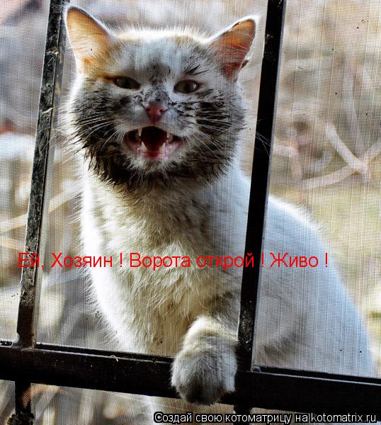 Ей, Хозяин ! Ворота открой ! Живо !... Котоматрица: Ей, Хозяин ! Ворота открой ! Живо !