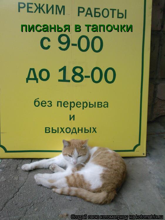 Котоматрица: писанья в тапочки