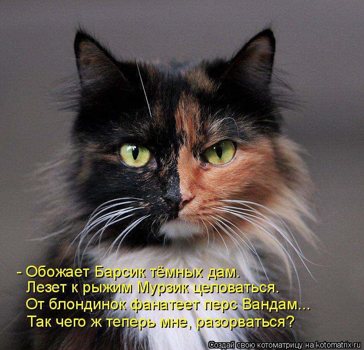 - Обожает Барсик тёмных дам. Лезет к рыжим Мурзик целоваться. От блондинок фанатеет перс Вандам... Та... Котоматрица: - Обожает Барсик тёмных дам. Лезет к рыжим Мурзик целоваться. От блондинок фанатеет перс Вандам... Так чего ж теперь мне, разорваться?