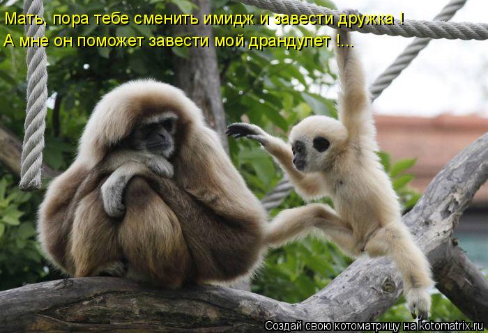 Котоматрица: Мать, пора тебе сменить имидж и завести дружка ! А мне он поможет завести мой драндулет !...
