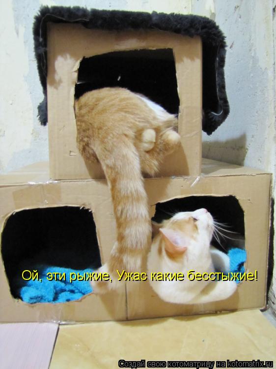 Котоматрица: Ой, эти рыжие, Ужас какие бесстыжие!