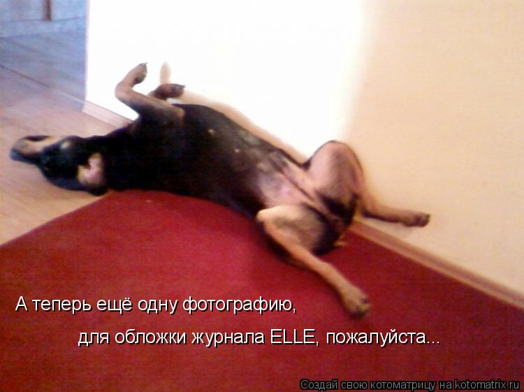 Котоматрица: А теперь ещё одну фотографию, для обложки журнала ELLE, пожалуйста...