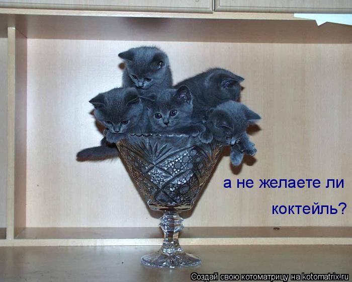 а не желаете ли коктейль?... Котоматрица: а не желаете ли коктейль?