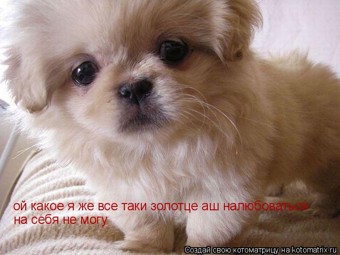 ой какое я же все таки золотце аш налюбоваться на себя не могу... Котоматрица: ой какое я же все таки золотце аш налюбоваться на себя не могу