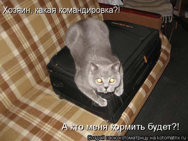 Хозяин, какая командировка?! А кто меня кормить будет?!... Котоматрица: Хозяин, какая командировка?! А кто меня кормить будет?!