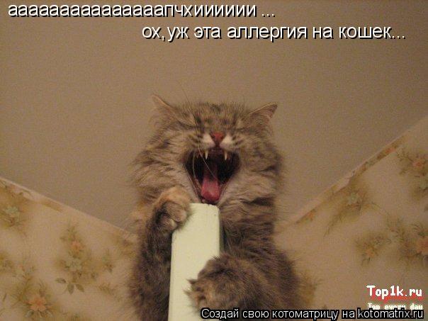 ааааааааааааааапчхииииии ох,уж эта аллергия на кошек... ...... Котоматрица: ааааааааааааааапчхииииии ох,уж эта аллергия на кошек... ...