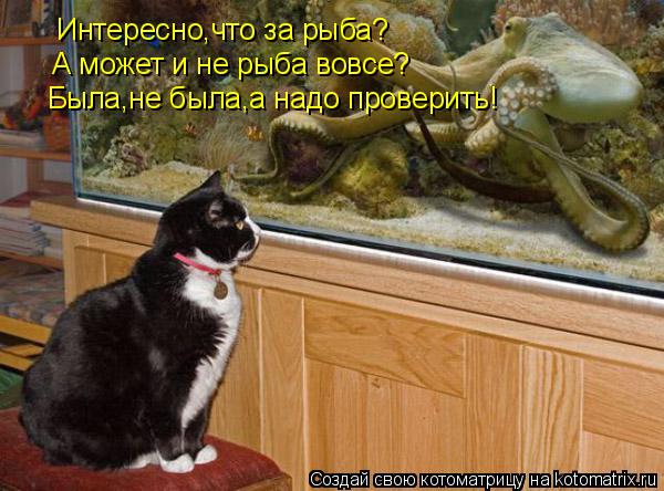 Котоматрица: Интересно,что за рыба? А может и не рыба вовсе? Была,не была,а надо проверить!