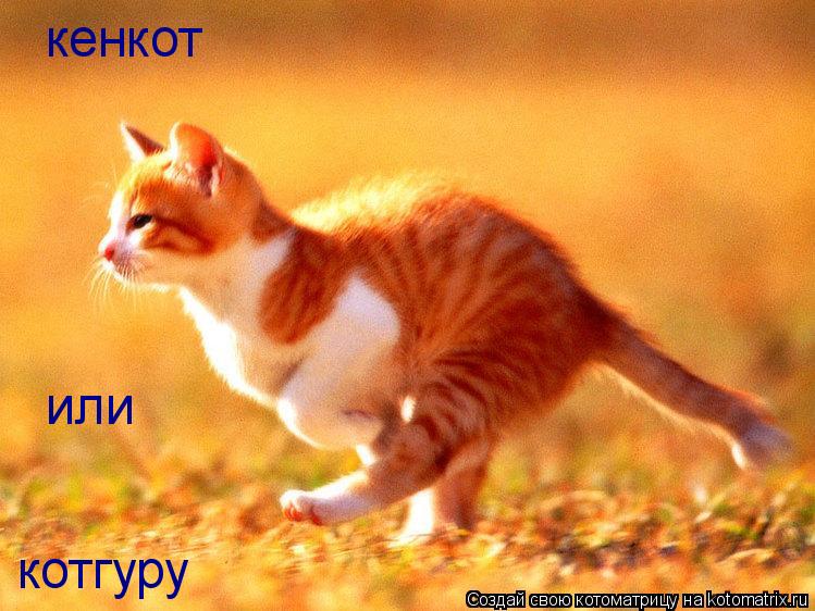 кенкот или котгуру... Котоматрица: кенкот или котгуру