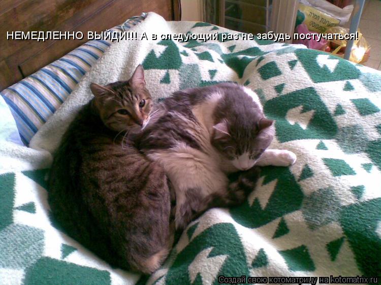 НЕМЕДЛЕННО ВЫЙДИ!!! А в следующий раз не забудь постучаться!... Котоматрица: НЕМЕДЛЕННО ВЫЙДИ!!! А в следующий раз не забудь постучаться!