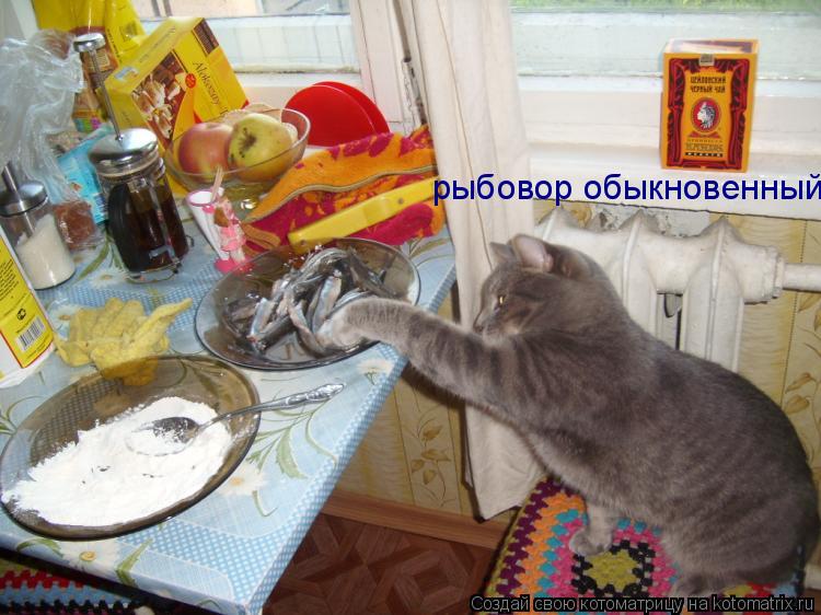 рыбовор обыкновенный... Котоматрица: рыбовор обыкновенный